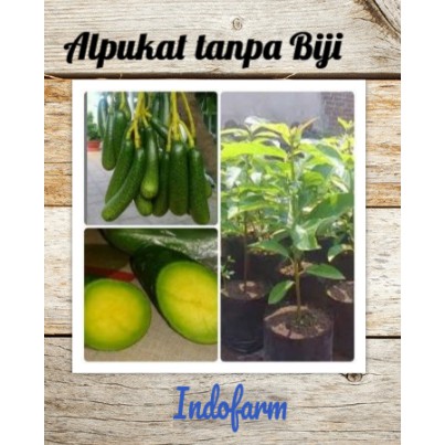 Tanaman Bibit Buah Alpukat tanpa Biji