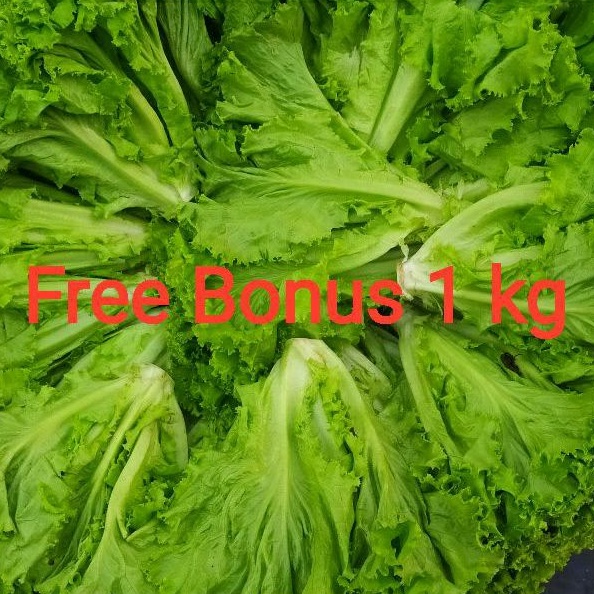 

Selada Kriting uk ¼ + Gratis Bonus