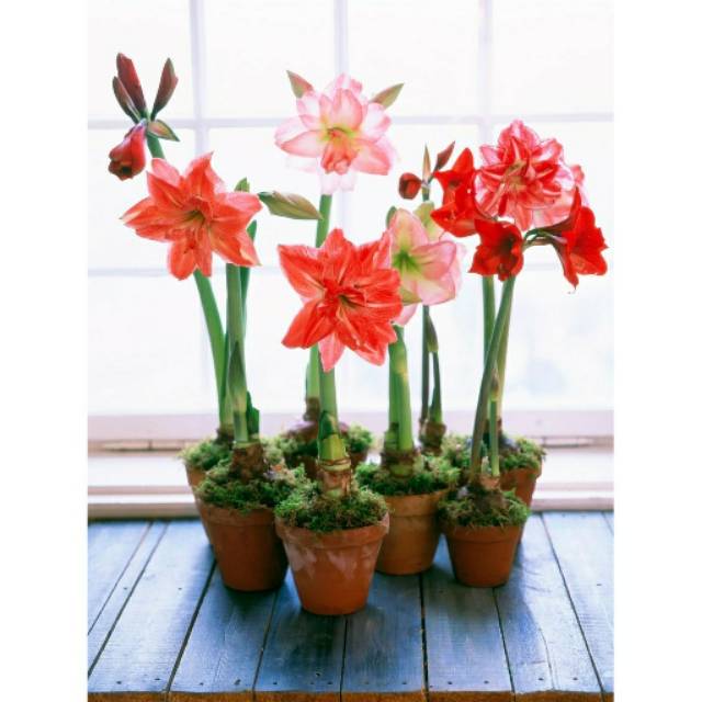 Bibit Lily / Umbi Bunga Amarylis / Bunga Bakung / Lily Bulb