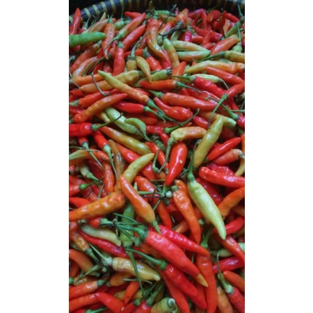 

Cabe rawit 1/2 kg 35 rb