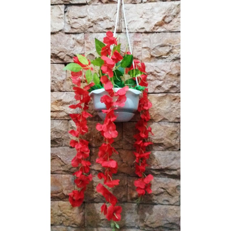 bunga gantung wisteria jumbo+pot