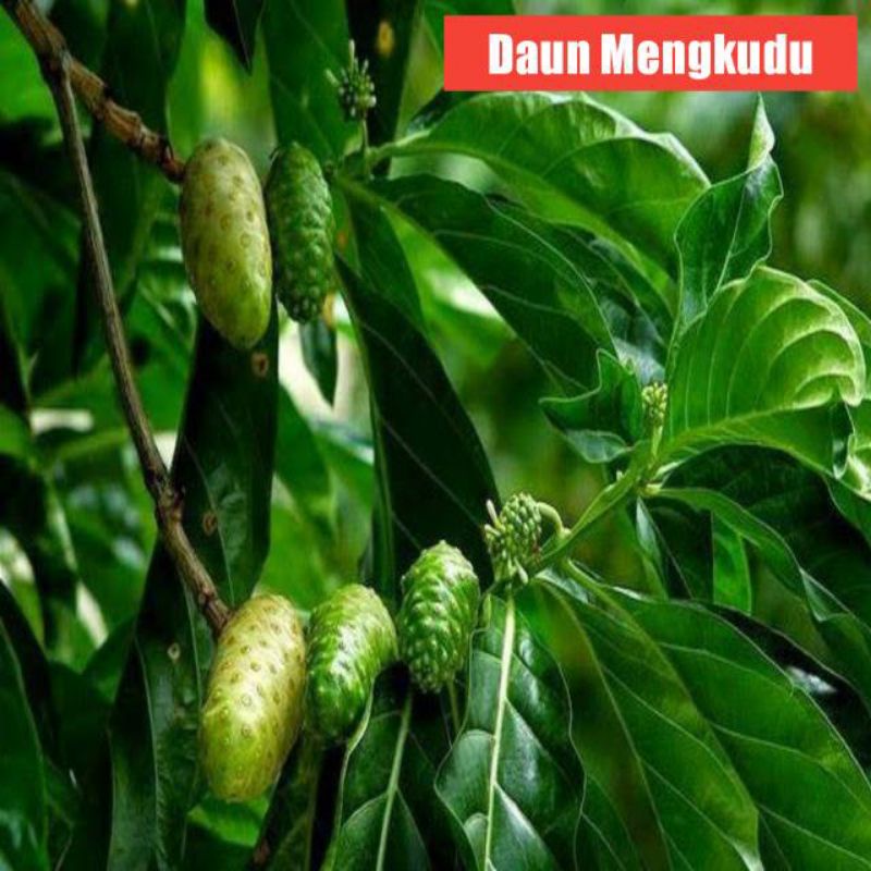 

Daun Herbal Mengkudu Per Lembar Fresh Dipetik Langsung Ketika Order Masuk