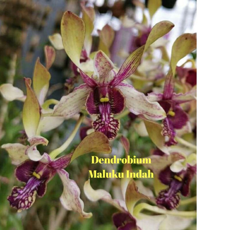 Dendro Maluku Indah