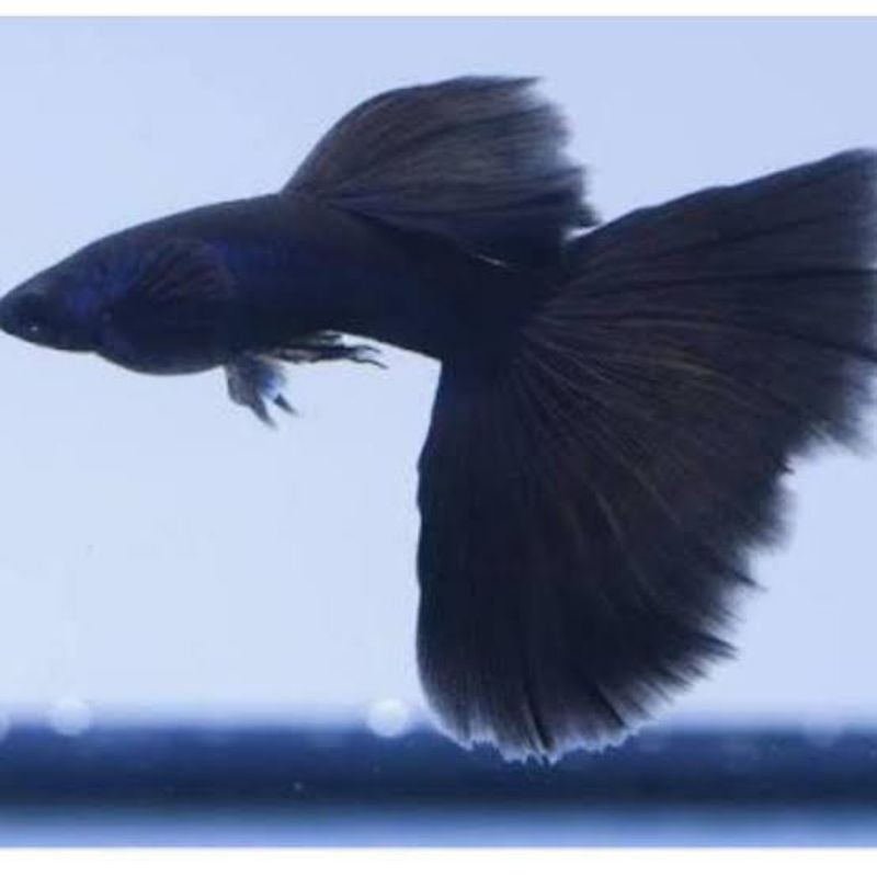 IKAN GUPPY HIAS GUPI BLACK MOSCOW