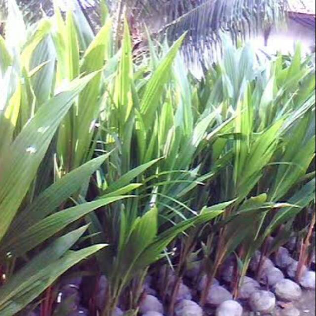 Bibit Buah Kelapa Kopyor Genjah Asli Pati