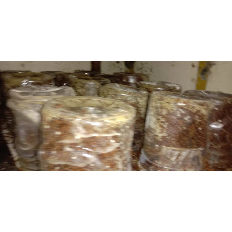 paket bibit semut rangrang super 50 toples plus 3 ekor master ratu BERGARANSI