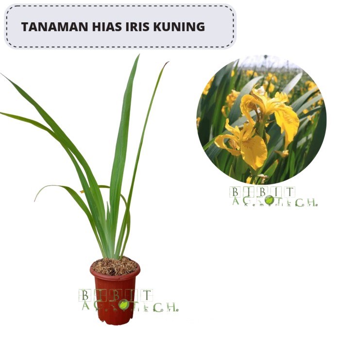 Tanaman Bunga Iris Kuning / Airish Kuning/ Neomarica longifolia