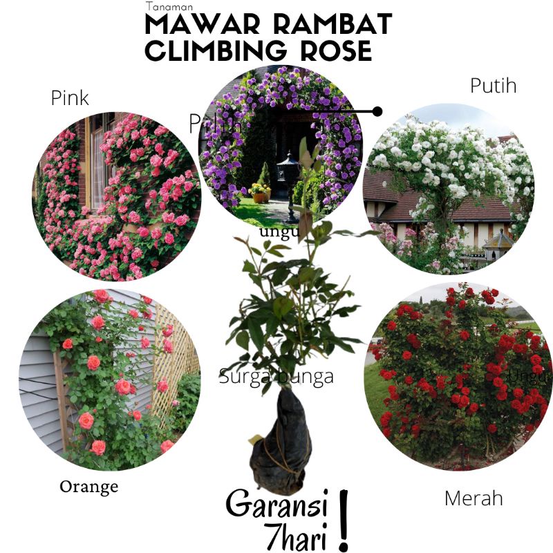 Tanaman Bunga Mawar Rambat Berbunga (rosa setigara)