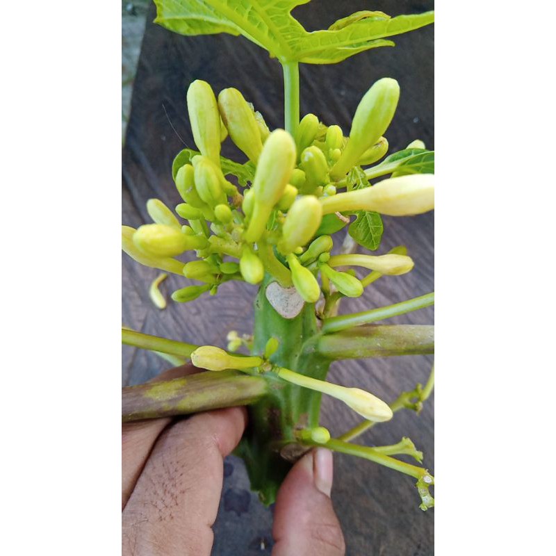 

kembang pepaya segar 500grm