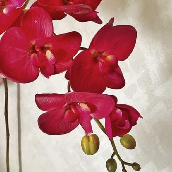 ➴ ANGGREK LATEX SUPER PREMIUM ▼