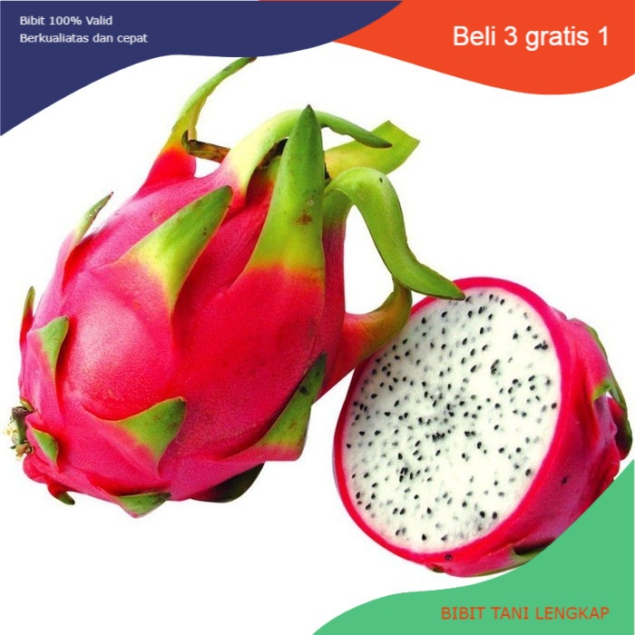 Bibit Tanaman Buah Naga Putih Super Unggul