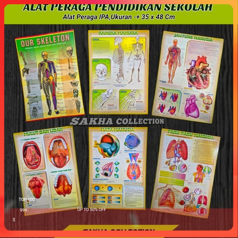 Jual POSTER ALAT PERAGA PENDIDIKAN-POSTER KERANGKA-RANGKA MANUSIA-ORGAN ...