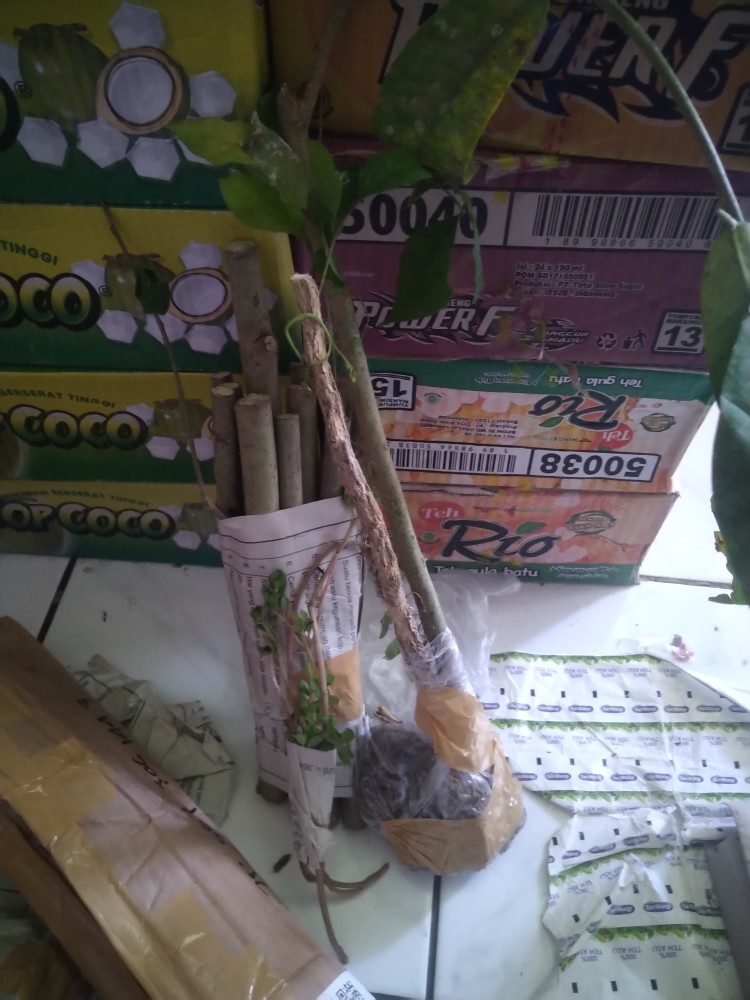 Bahan Bonsai Ficus Ampelas Mame