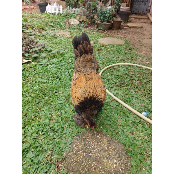 ayam brahma betina dari indukan jantan gold partridge 7 bulan up