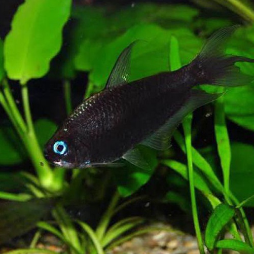 Black Palmeri Emperor Tetra Berkualitas