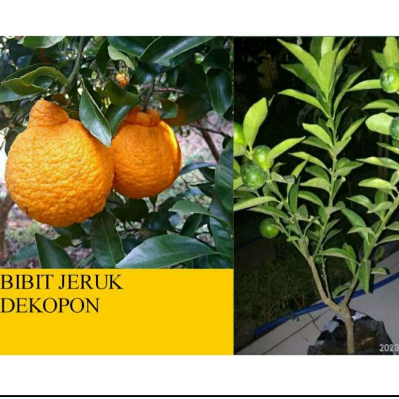 Bibit jeruk dekopon super