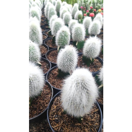 kaktus sukulen ¶ Kaktus old man