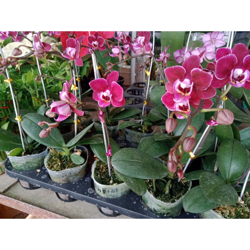 anggrek bulan mini black jack spike