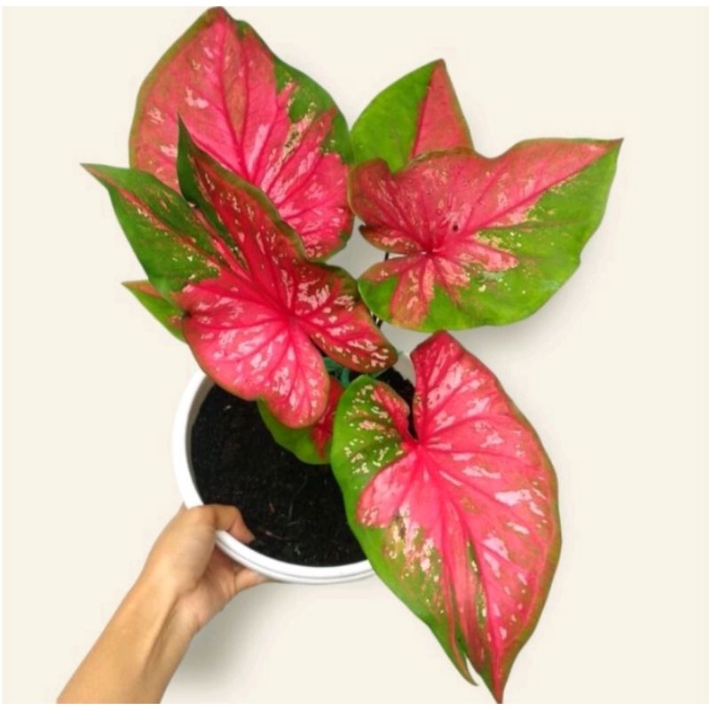 caladium red clone