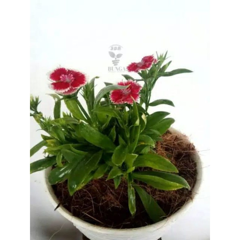 tanaman anyelir diantus