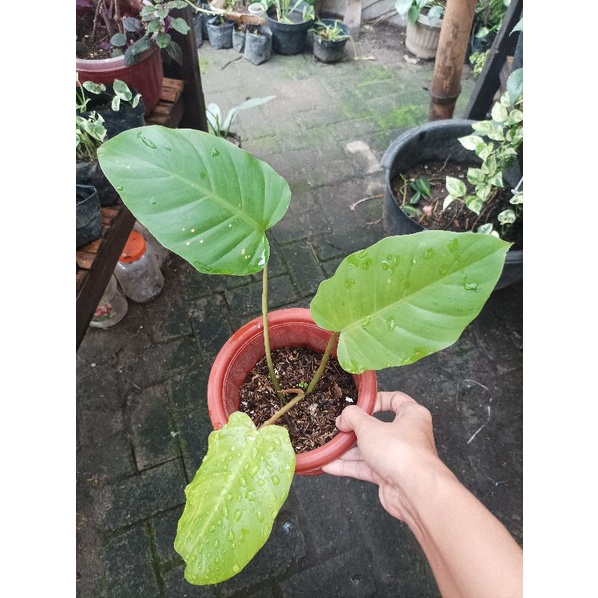 Philo snowdrift jungle fever