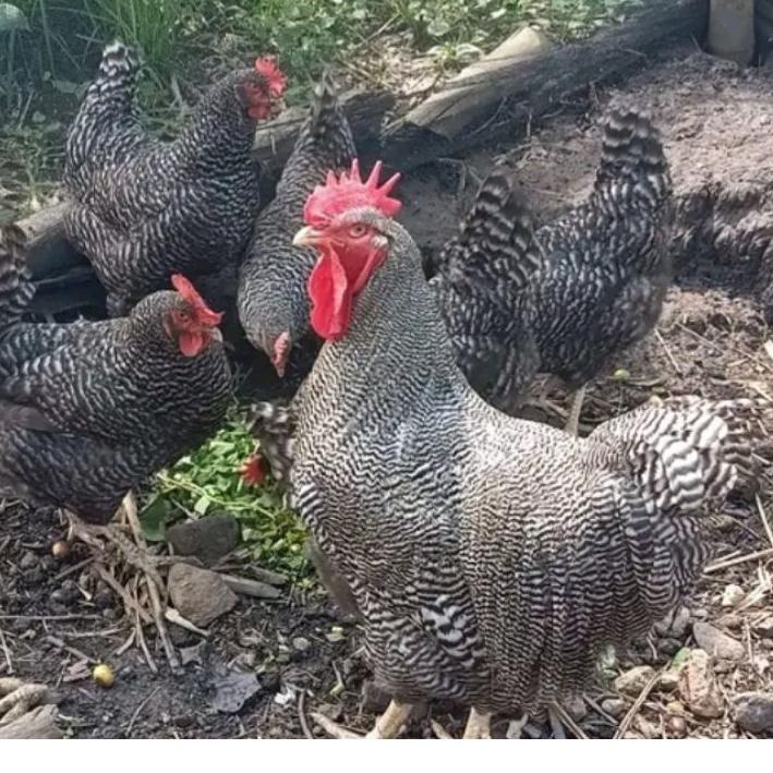 

HOT SALES 7729 Telur ayam Barred Rock / Plymouth Rock ory impor. Telur Fertil Untuk di tetaskan ニ