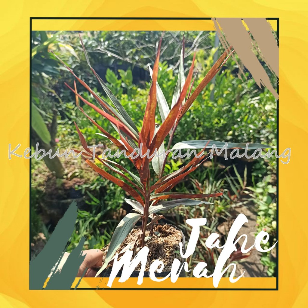 tanaman herbal jahe merah bibit jahe merah Shopee Indonesia