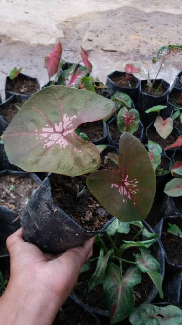 Caladium Tisu Shopee Indonesia