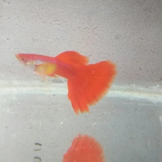 ikan guppy sepasang afr indukan