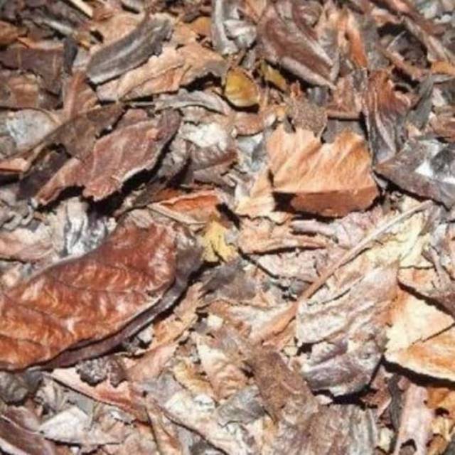 

Daun kopi kering 500 gram 15 ribu