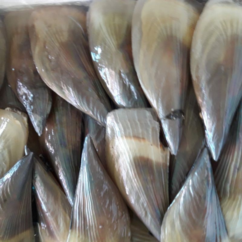 

KERANG KAMPAK atau SCALLOP HIDUP UKURAN SEDANG PER 1 EKOR