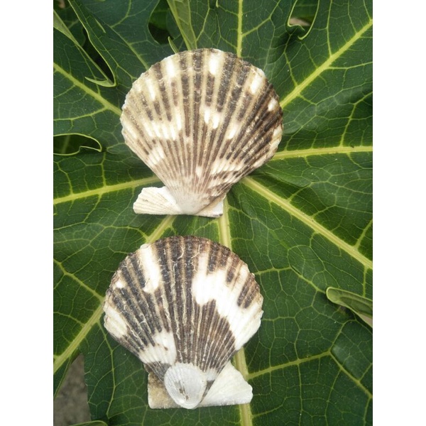 CANGKANG KERANG KIPAS