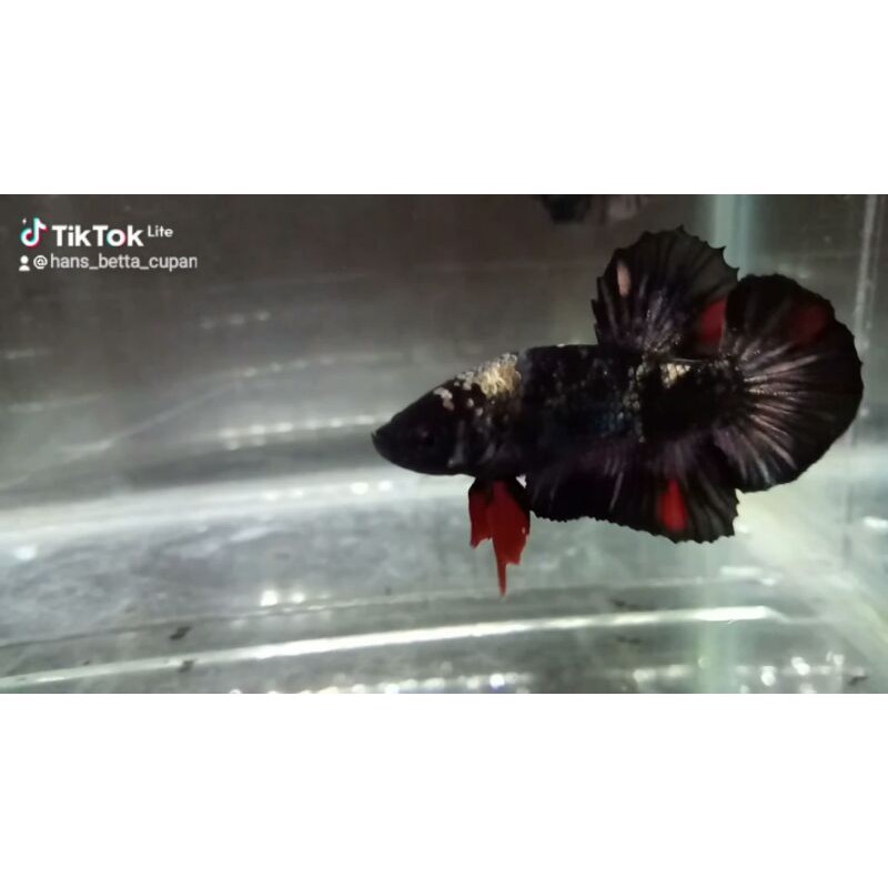 Ikan Cupang Jantan Avatar Cooper Gold