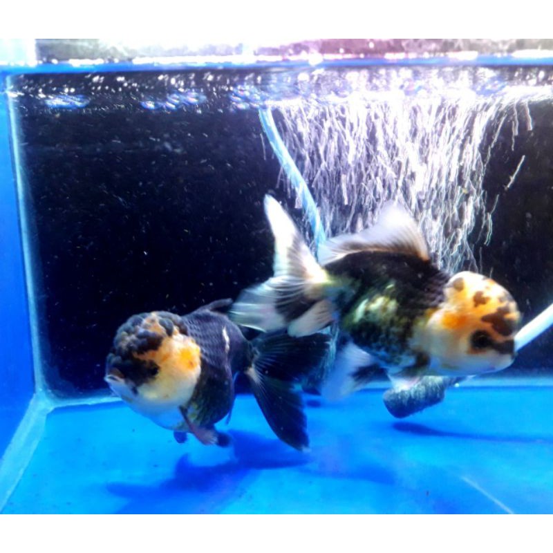 

Mas Koki Oranda Sepasang Premium