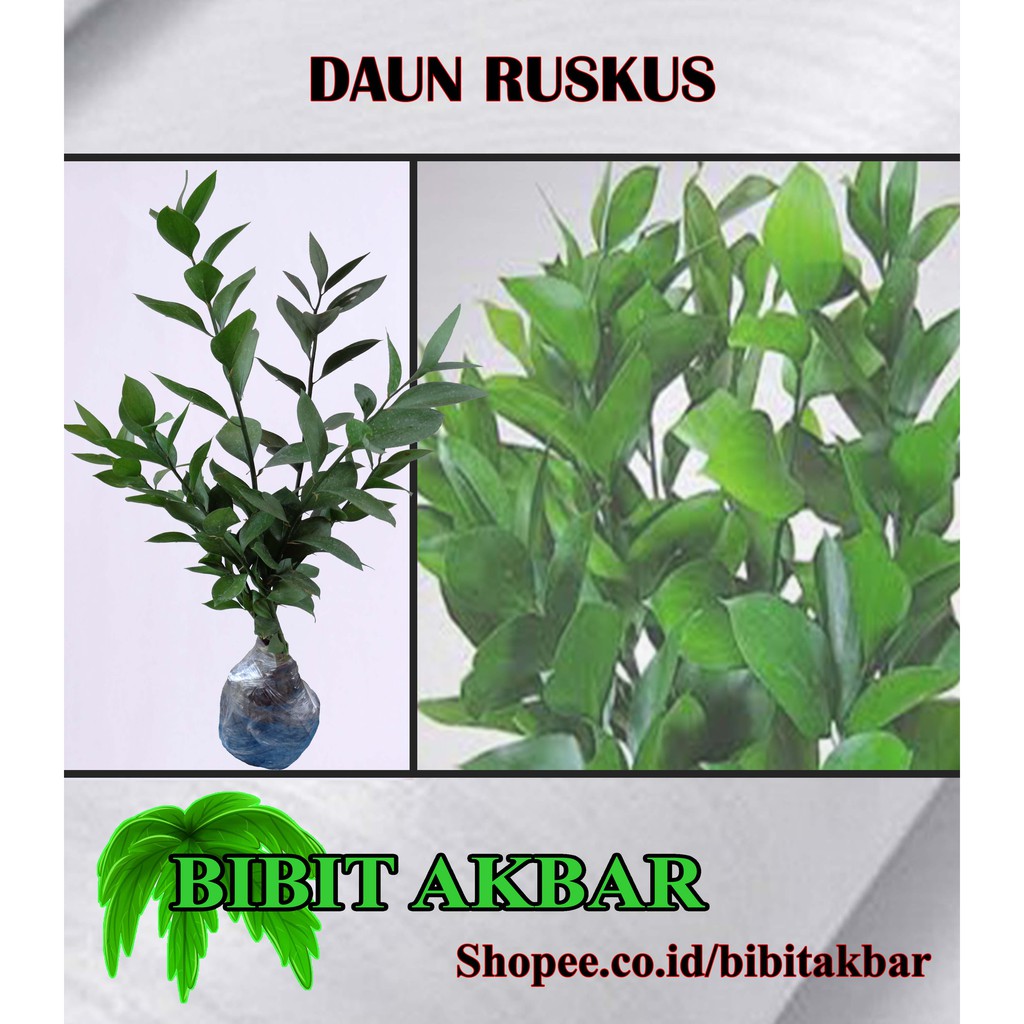 Bibit Tanaman Daun Ruskus