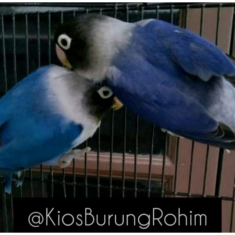 burung lovebird sepasang mangsi dakocan x violet dakocan