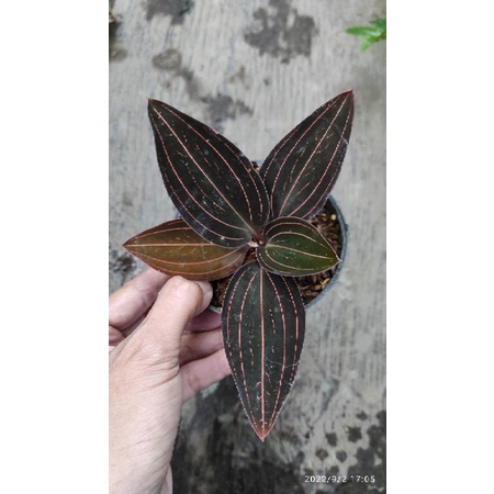 Jewel Orchid