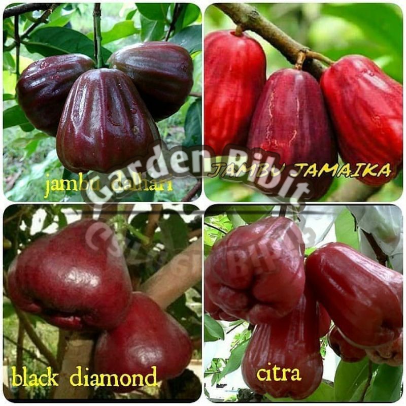 

paket bibit buah jambu air super
