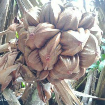 

Buan Nipah / Buah Dahon Tua Fresh 1 Kg