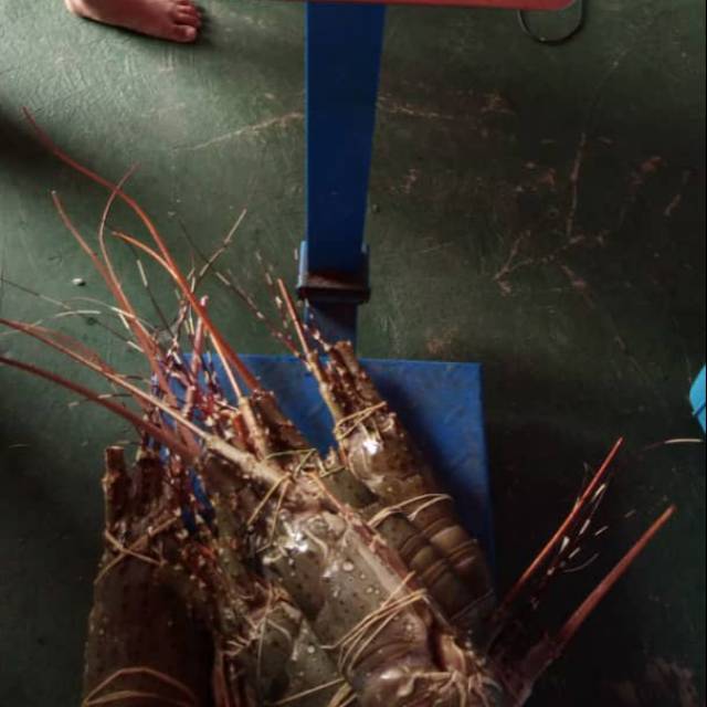 

Lobster Frozen fresh