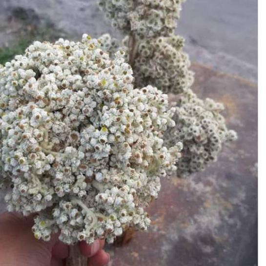 Ramadhan Brand Bunga Abadi Edelweis Bahan Mahar Kerajinan Rustic