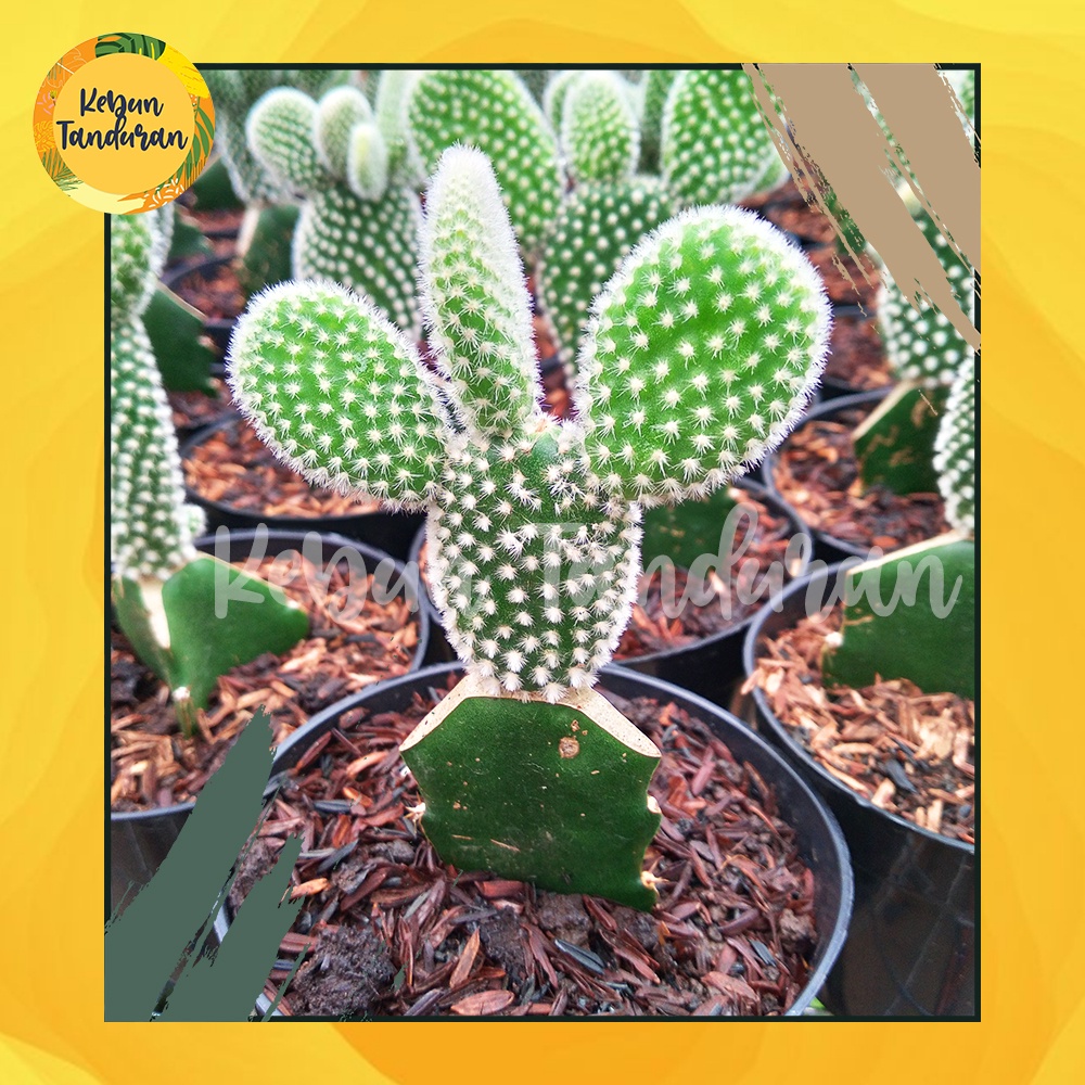 Kaktus Sukulen Mickey Mouse Mini Duri Putih – Kaktus Centong / Opuntia Microdasys