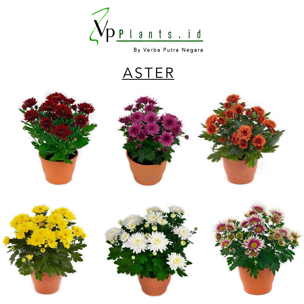 PAKET ASTER 6 WARNA ISI 1 BATANG PER WARNA GRADE A  COD MURAH TANAMAN HIAS BUNGA CHRYSANTHEMUM BUNGA