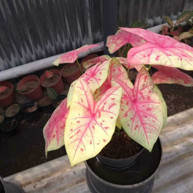 Tanaman Hias Caladium Keladi Hias Seksi Pink Caladium Thailand Caladium Murah Caladium Import Shopee Indonesia