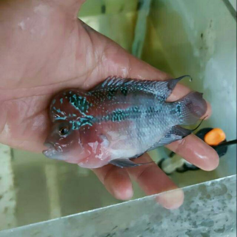 Louhan SRD ORI THAILAND