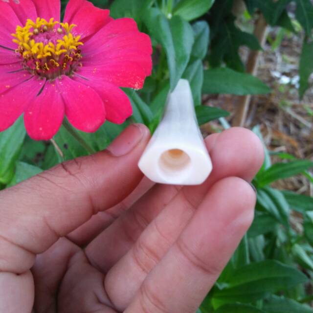 CANGKLONG TULANG KERBAU segienam once
