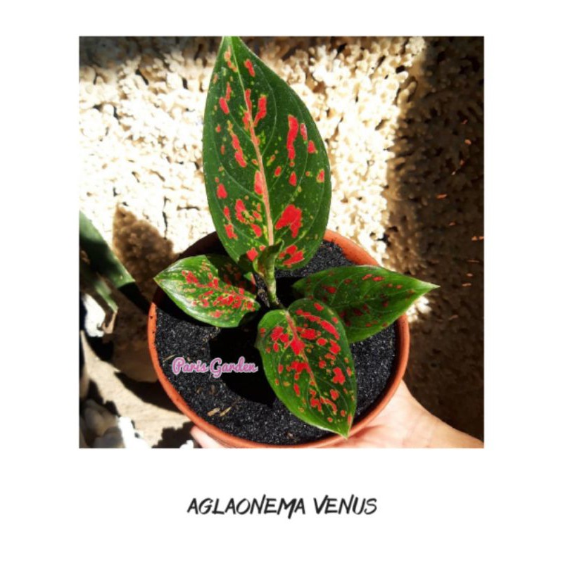 AGLONEMA VENUS - BIBIT TANAMAN HIAS AGLONEMA VENUS - AGLAONEMA VENUS