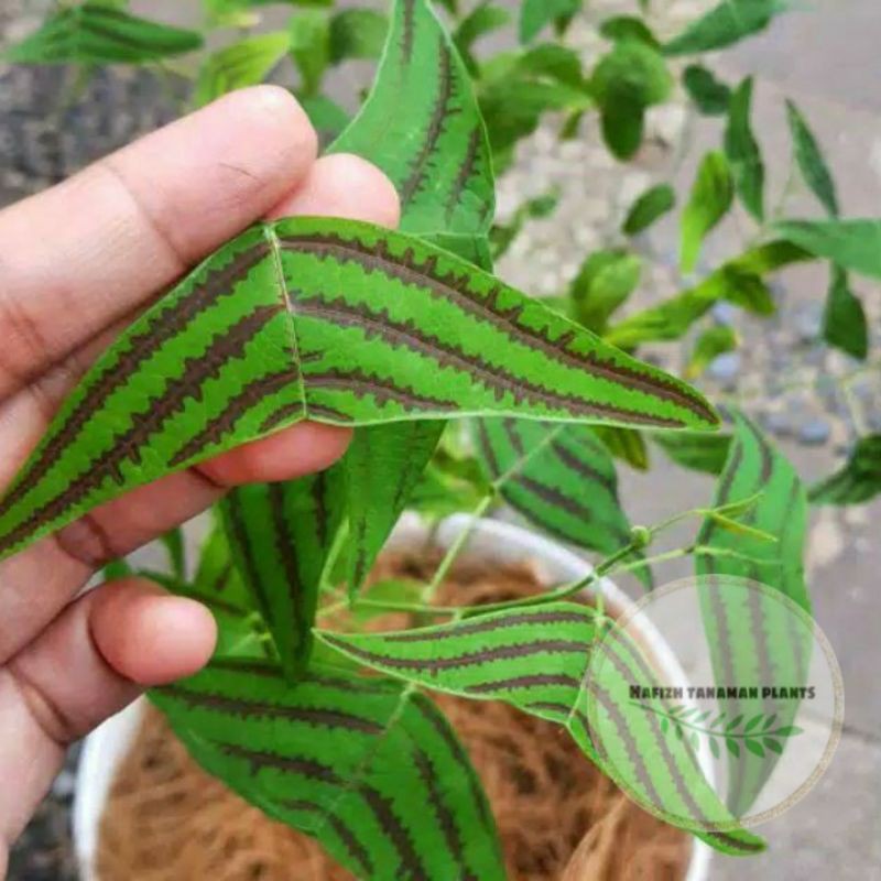 ( BISA COD ) PROMO Bunga Hias Kupu-Kupu Batik Oxalis / Tanaman Hias Kupu