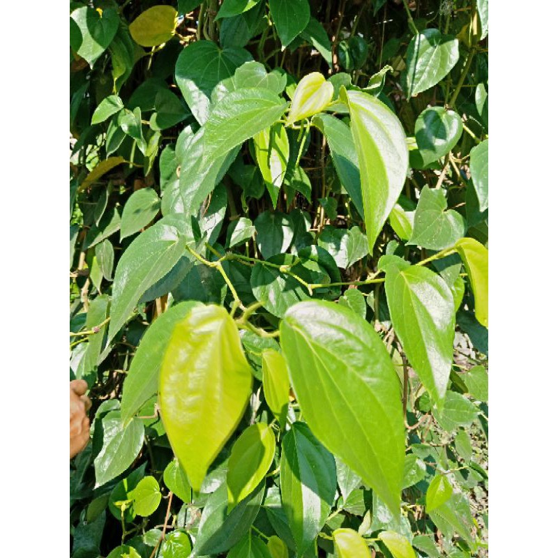 

DAUN SIRIH TERBAIK FRESH LANGSUNG PETIK