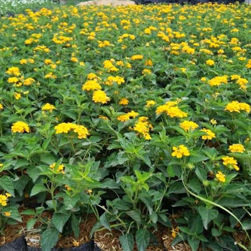 Tanaman Hias Bunga Lantana/Tembelekan/Tai Ayam (Merah/Pink/Putih/Kuning/Ungu/Orange) Bibit Berkualit